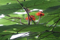 Erythrina arborescens